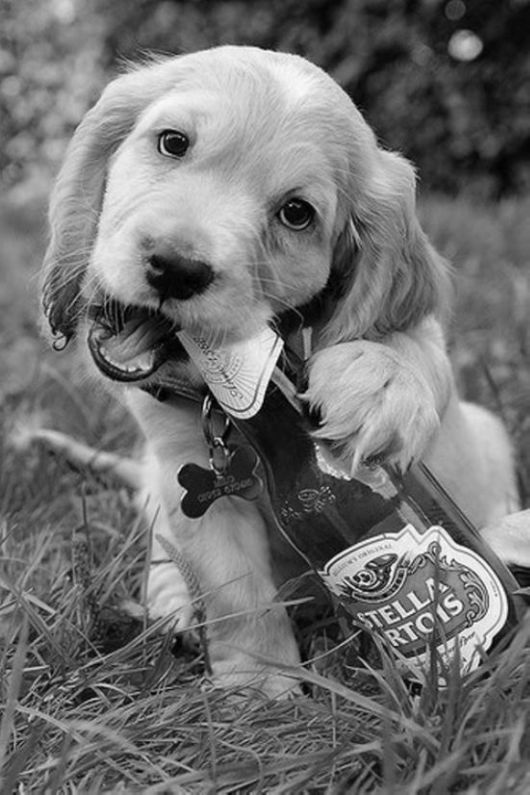 Really Funny Party Animals