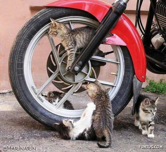Funny Pics For You To Laugh