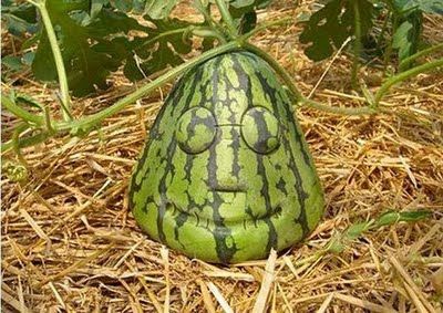 Fruits & Vegetable Festival 2009