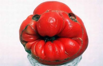 Fruits & Vegetable Festival 2009