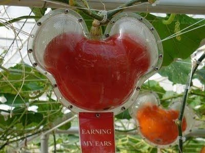 Fruits & Vegetable Festival 2009