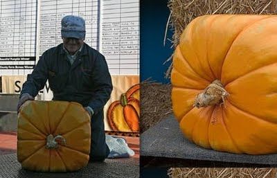 Fruits & Vegetable Festival 2009