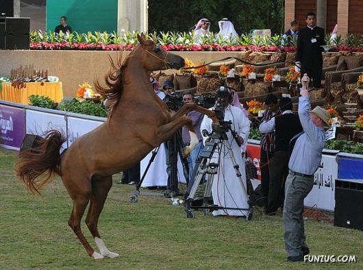 Charming Arabian Horses