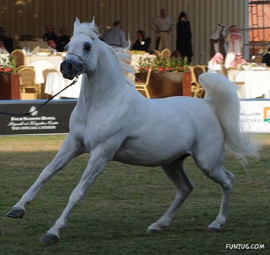 Charming Arabian Horses