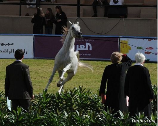 Charming Arabian Horses