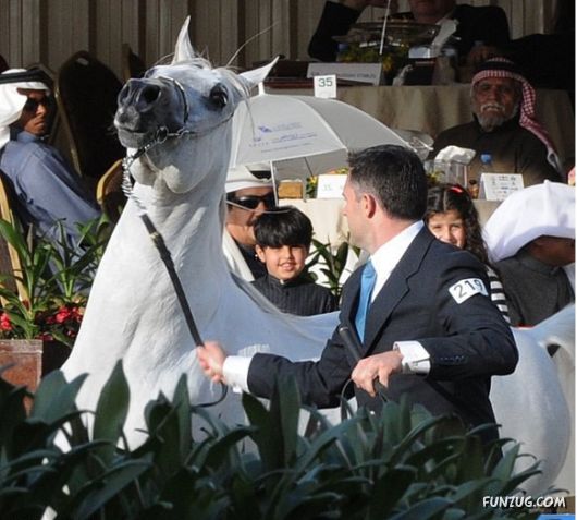 Charming Arabian Horses