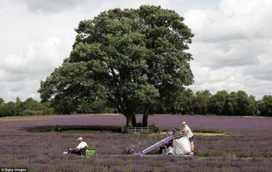 Beautiful Field Full of Flowers