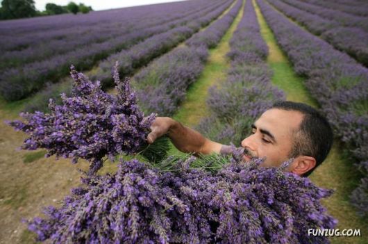 Beautiful Field Full of Flowers