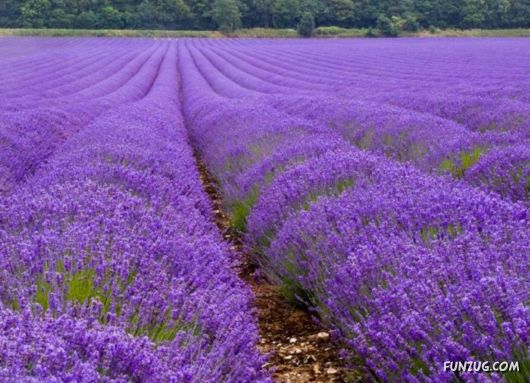 Beautiful Field Full of Flowers
