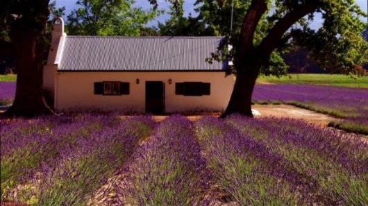 Beautiful Field Full of Flowers