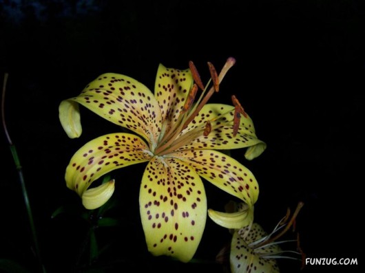 Flowers Are A Gift Of Nature