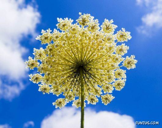 BeautifuL Purple Paradise Flowers