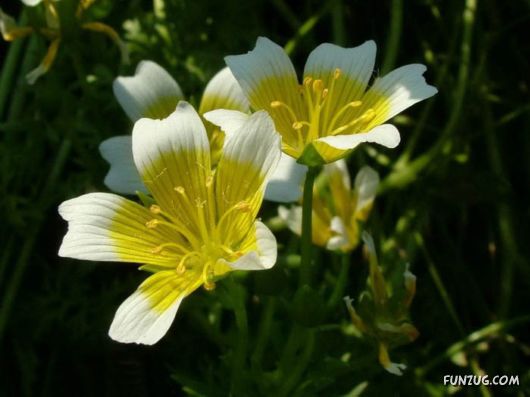 BeautifuL Purple Paradise Flowers