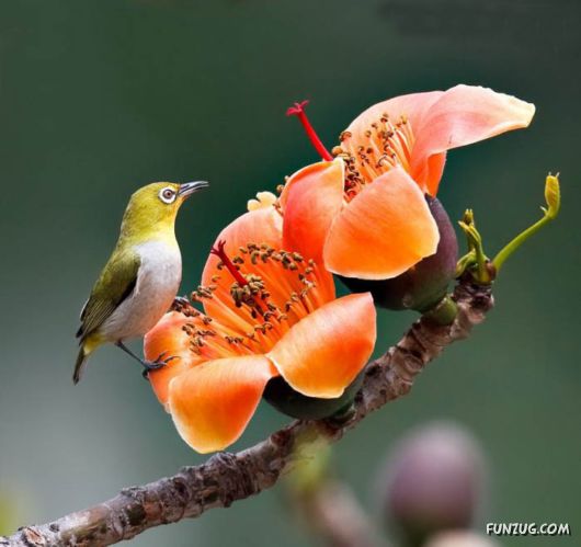 BeautifuL Purple Paradise Flowers
