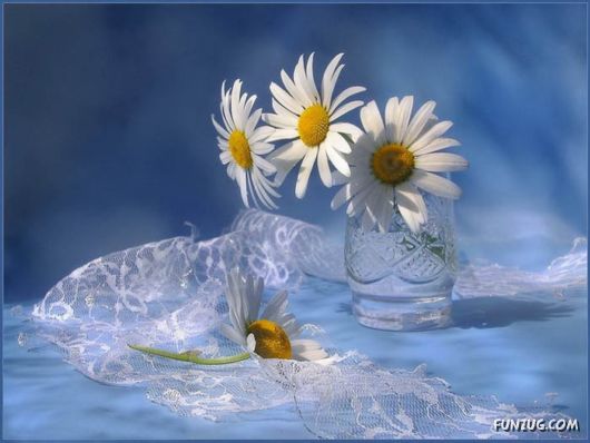 BeautifuL Purple Paradise Flowers