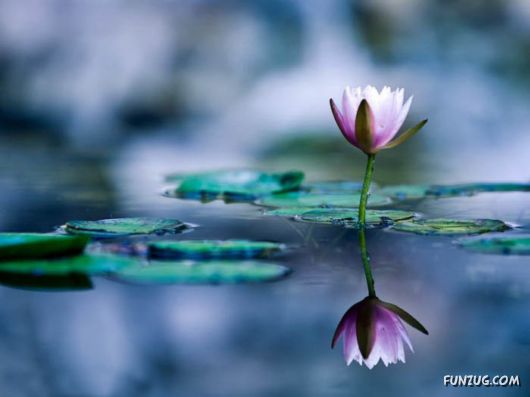 BeautifuL Purple Paradise Flowers