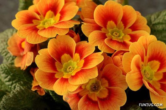 BeautifuL Purple Paradise Flowers