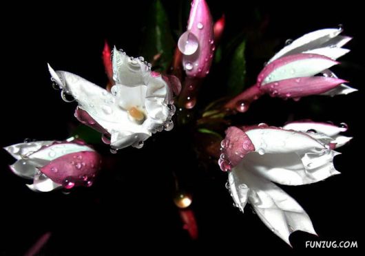 BeautifuL Purple Paradise Flowers