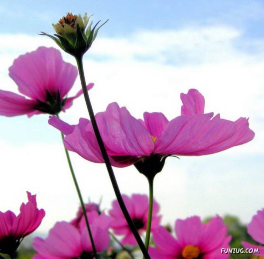 BeautifuL Purple Paradise Flowers