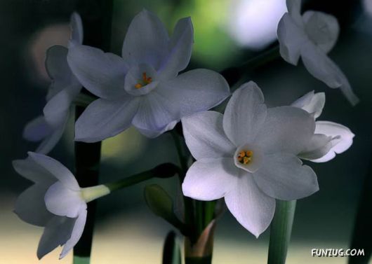 BeautifuL Purple Paradise Flowers
