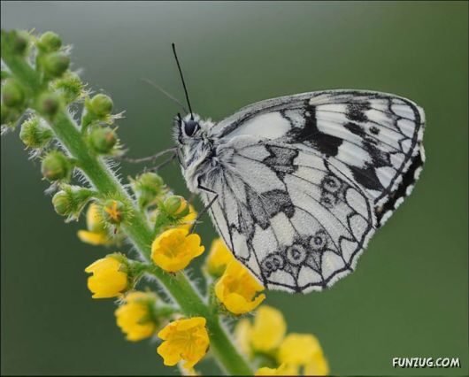 BeautifuL Purple Paradise Flowers