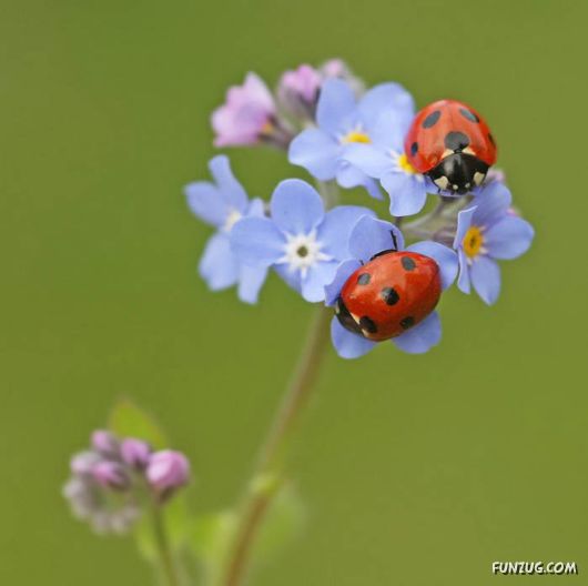BeautifuL Purple Paradise Flowers