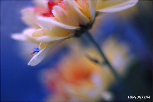 Rain Drops in Crystal Natural Touch