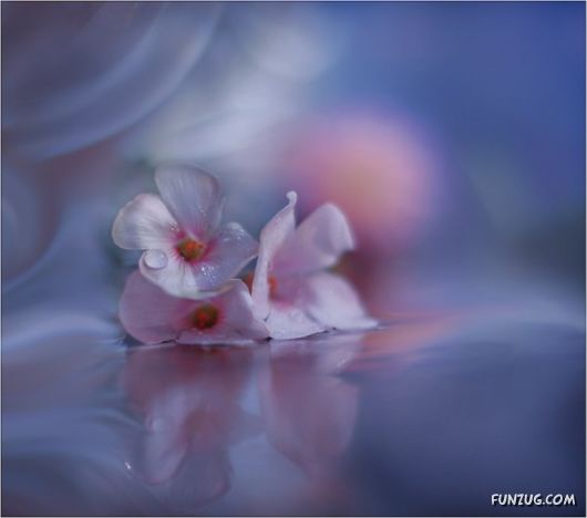 Rain Drops in Crystal Natural Touch