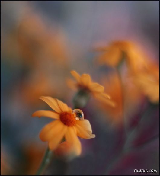 Rain Drops in Crystal Natural Touch