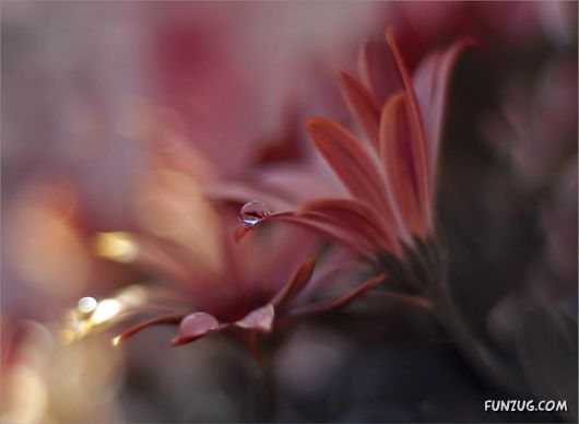 Rain Drops in Crystal Natural Touch