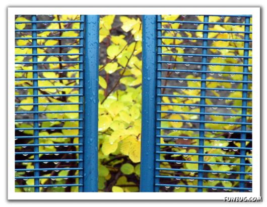 Rain Drops in Crystal Natural Touch