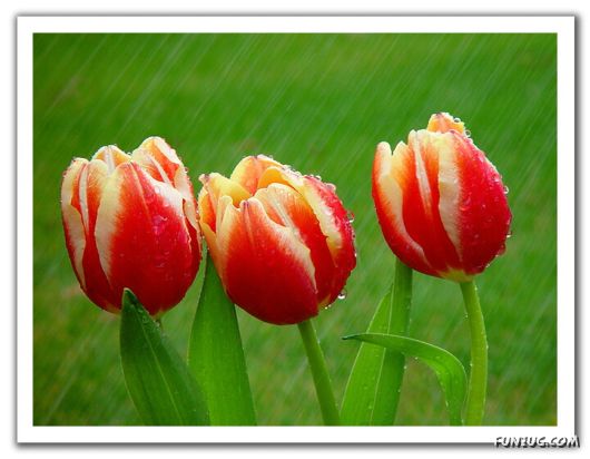 Rain Drops in Crystal Natural Touch