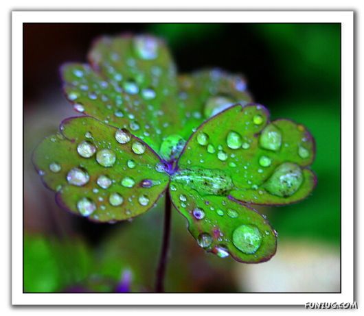 Rain Drops in Crystal Natural Touch