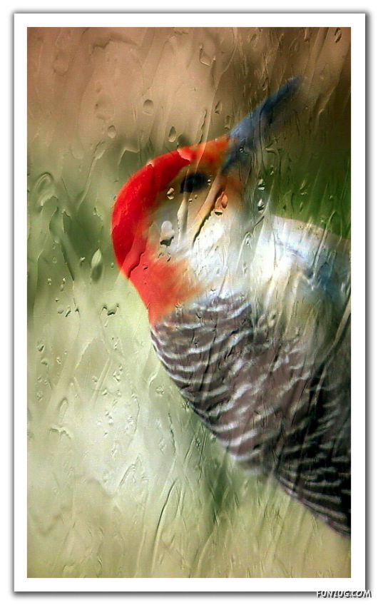 Rain Drops in Crystal Natural Touch