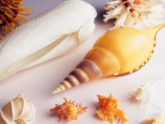 Seashells you have Never Seen Before