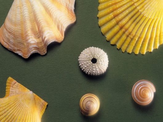 Seashells you have Never Seen Before