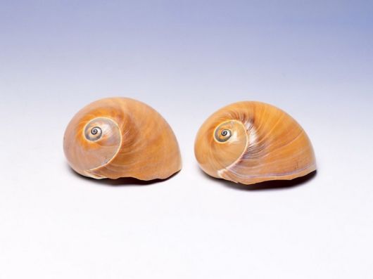 Seashells you have Never Seen Before