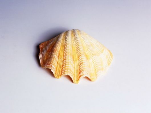 Seashells you have Never Seen Before