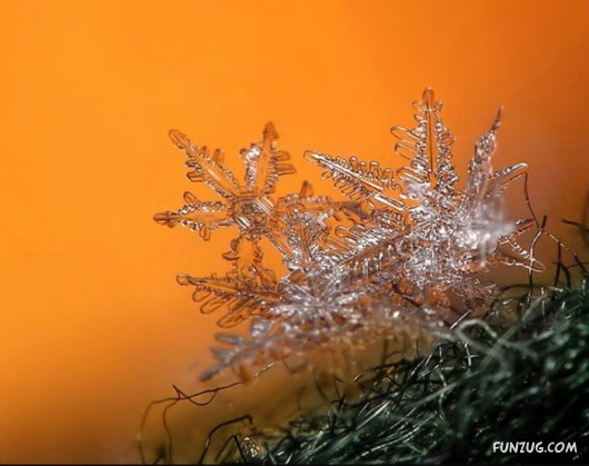 Beauty of Snow Flakes on Plants