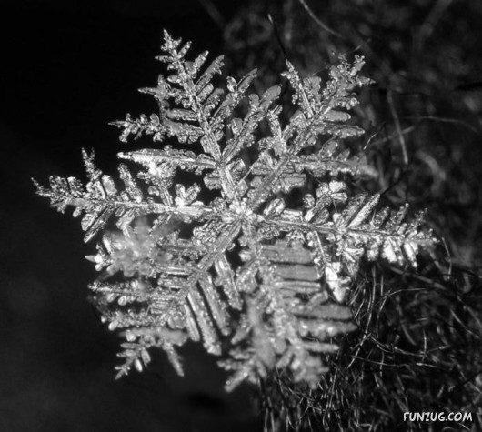 Beauty of Snow Flakes on Plants