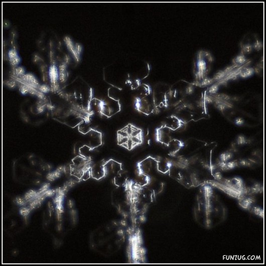 Beauty of Snow Flakes on Plants