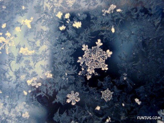 Beauty of Snow Flakes on Plants