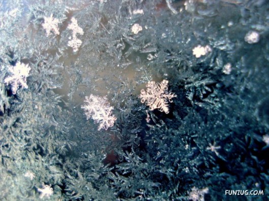 Beauty of Snow Flakes on Plants
