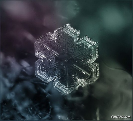 Beauty of Snow Flakes on Plants