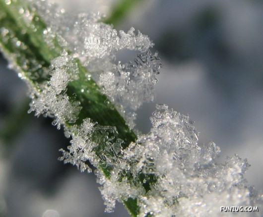 Beauty of Snow Flakes on Plants