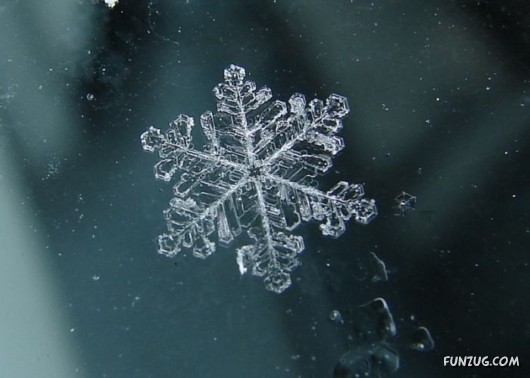 Beauty of Snow Flakes on Plants