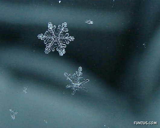 Beauty of Snow Flakes on Plants