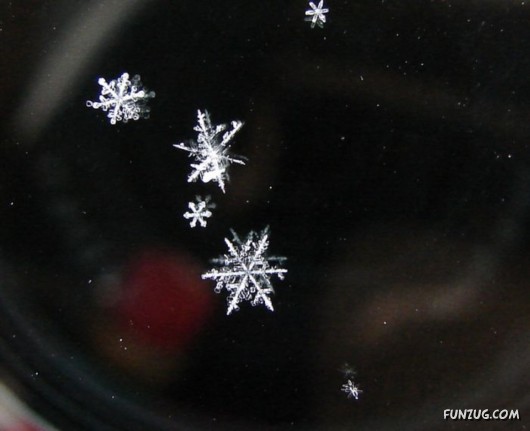 Beauty of Snow Flakes on Plants