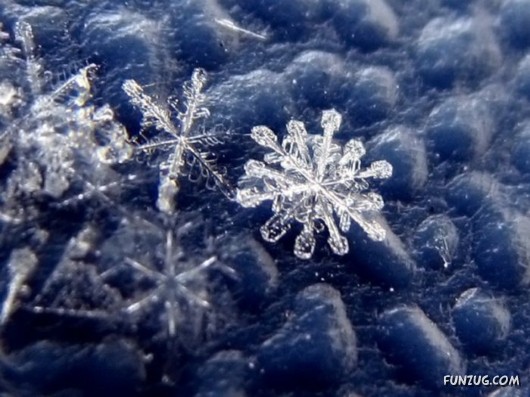 Beauty of Snow Flakes on Plants