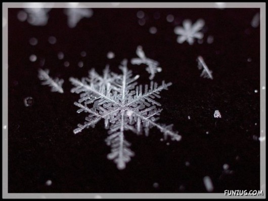 Beauty of Snow Flakes on Plants